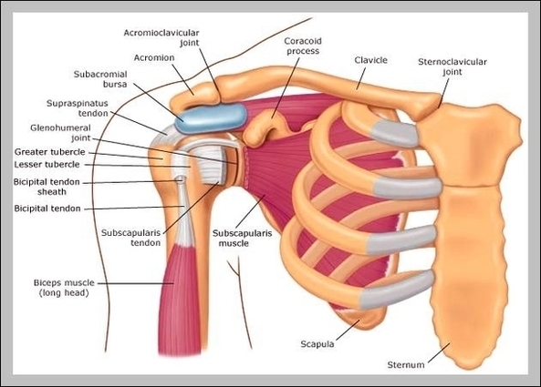 The Shoulder Joint Image