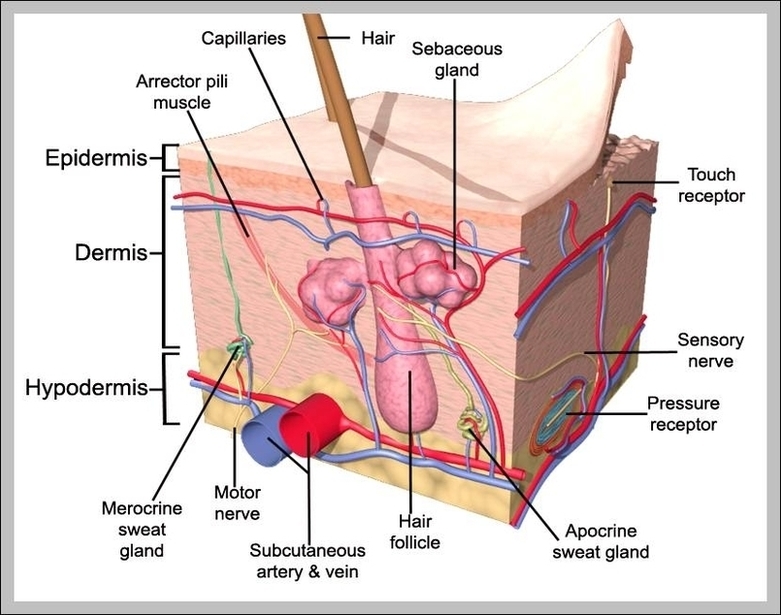 The Skin Integumentary System Image