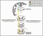 The Spinothalamic Tracts Ascending Sensory 1 Diagram