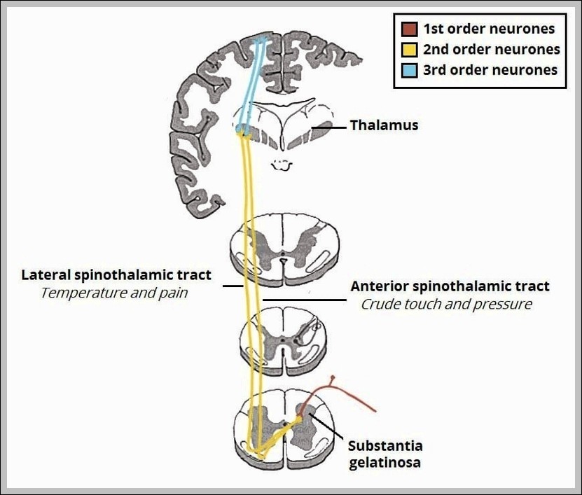 The Spinothalamic Tracts Ascending Sensory 1 Diagram