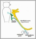The Submandibular Ganglion and Branches Diagram