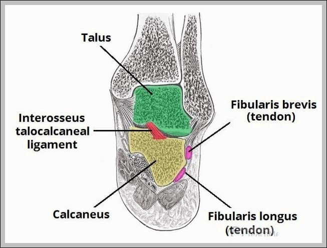 The Subtalar Joints and Ligament Diagram