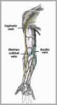 The Superficial Veins of the Upper Limb Cephalic and Basilic Veins Diagram