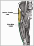 The Tensor Fascia Lata and Iliotibial Tract Diagram