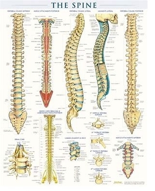 The spine anatomy diagram