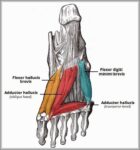 Third Layer of Plantar Muscles Diagram