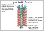 Thoracic Duct Function Image