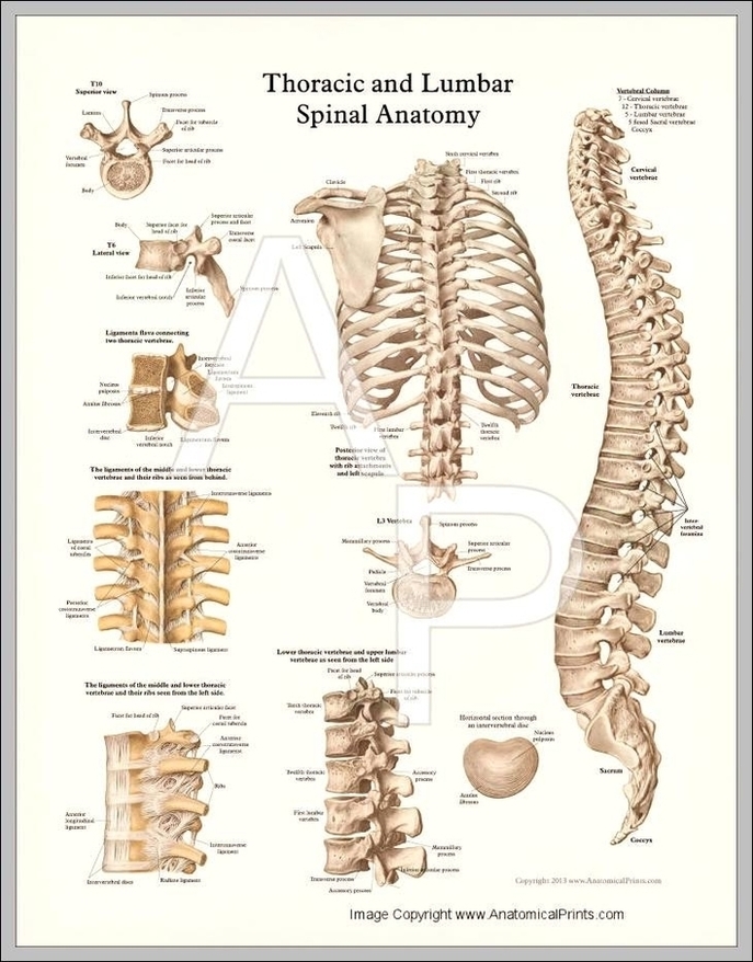 Thoracic Spine Anatomy Pictures Image