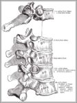 Thoracic Vertebra Image