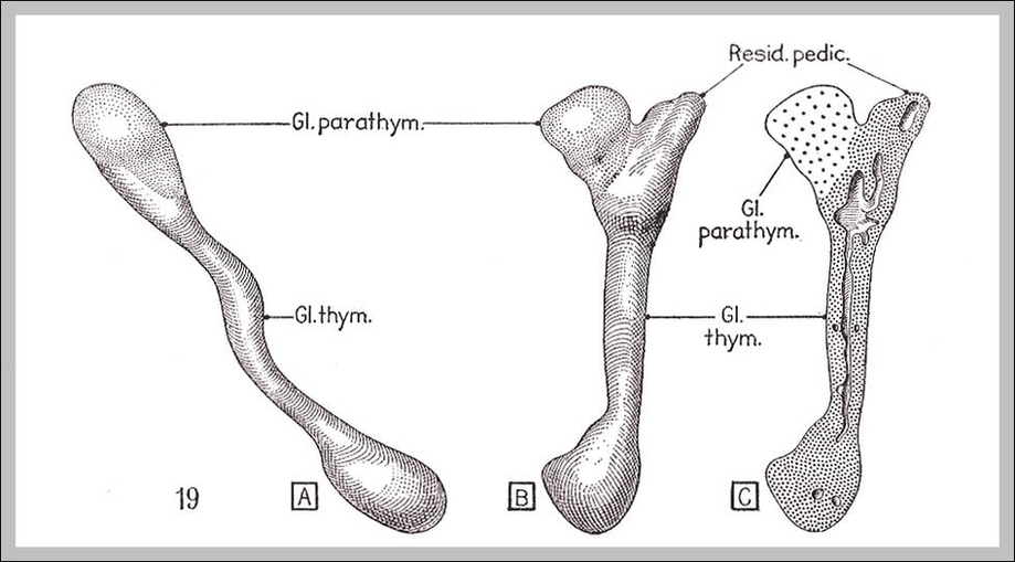 Thymus Gland Definition Image