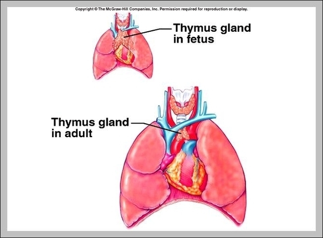 Thymus Gland Pictures Image