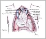 Thymus Glands Image