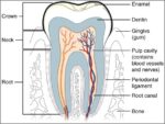 Tooth