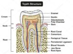 Tooth Cross Section Anatomy