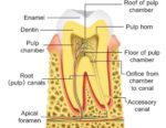 Tooth anatomy with labels