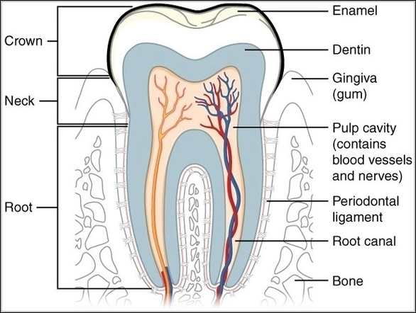 Tooth