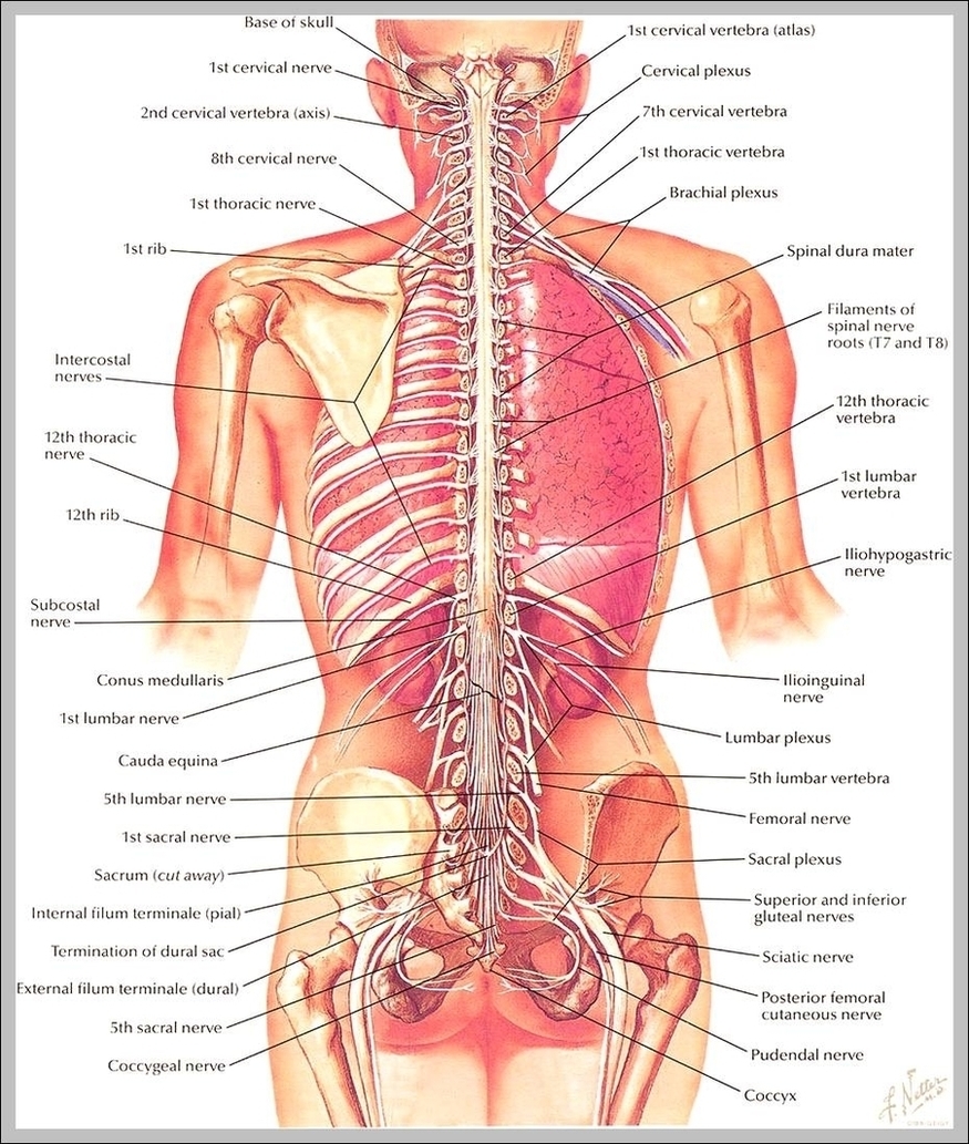 Torso Anatomy Diagram Image