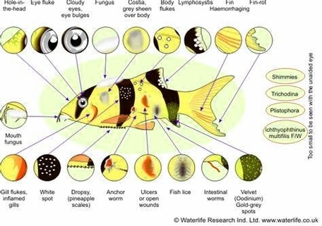 Tropical Aquarium Fish Diseases