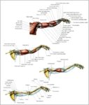 Types Of Muscle Cells Image