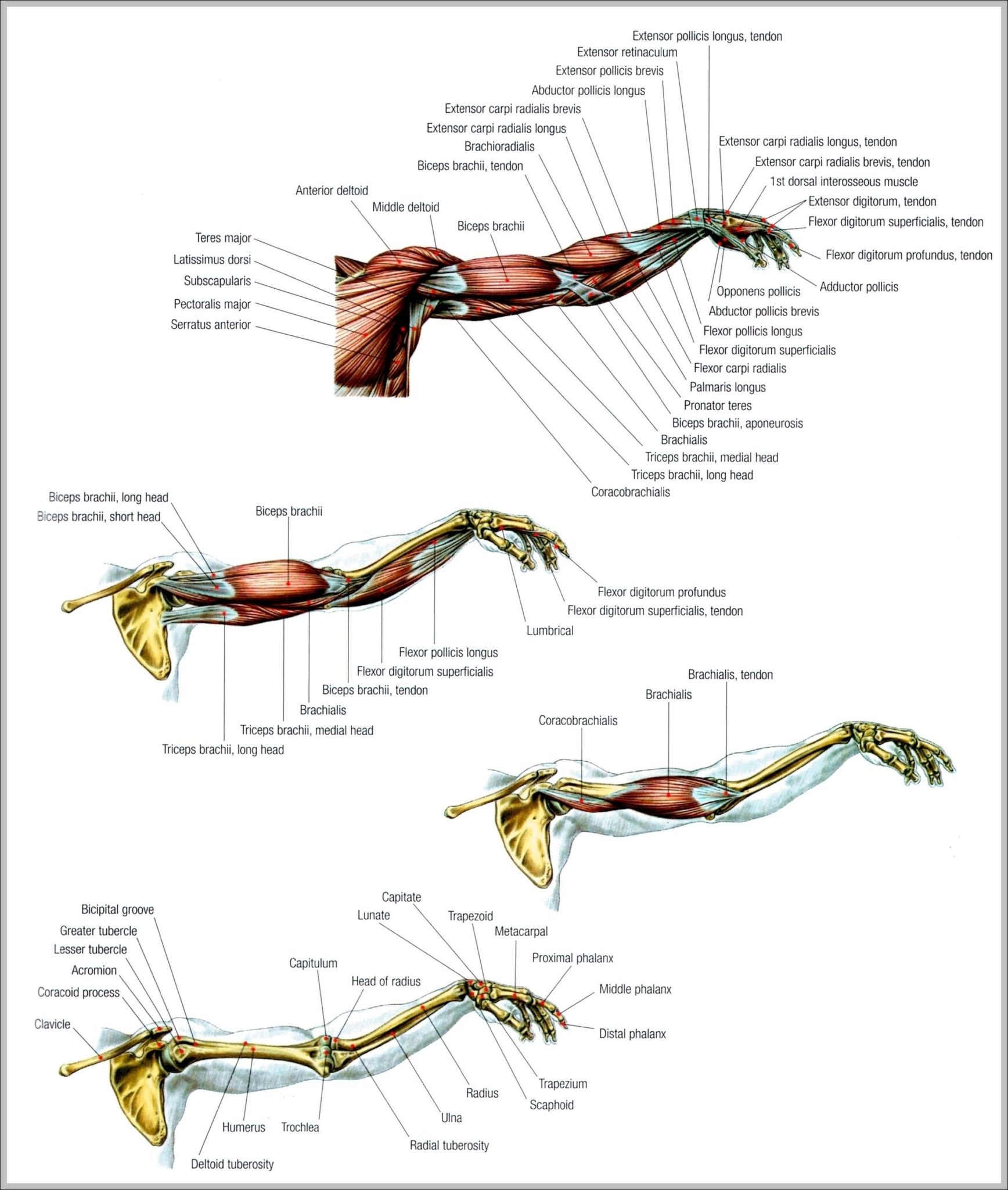 types-of-muscle-cells-image-anatomy-system-human-body-anatomy