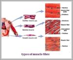 Types Of Muscle Image