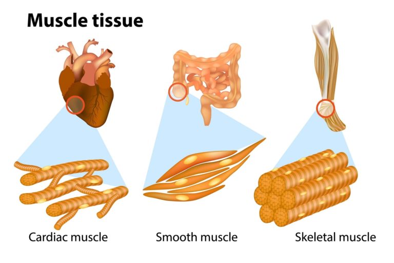 Types Of Muscle Tissue In Human Body Explained | Anatomy System - Human ...