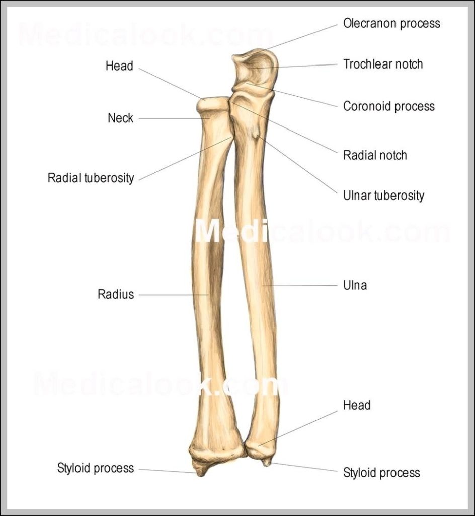 Ulna Images Image