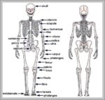 Unlabeled Diagram Of The Human Skeleton Image