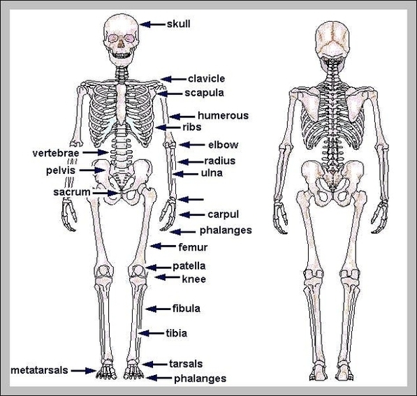 Unlabeled Diagram Of The Human Skeleton Image