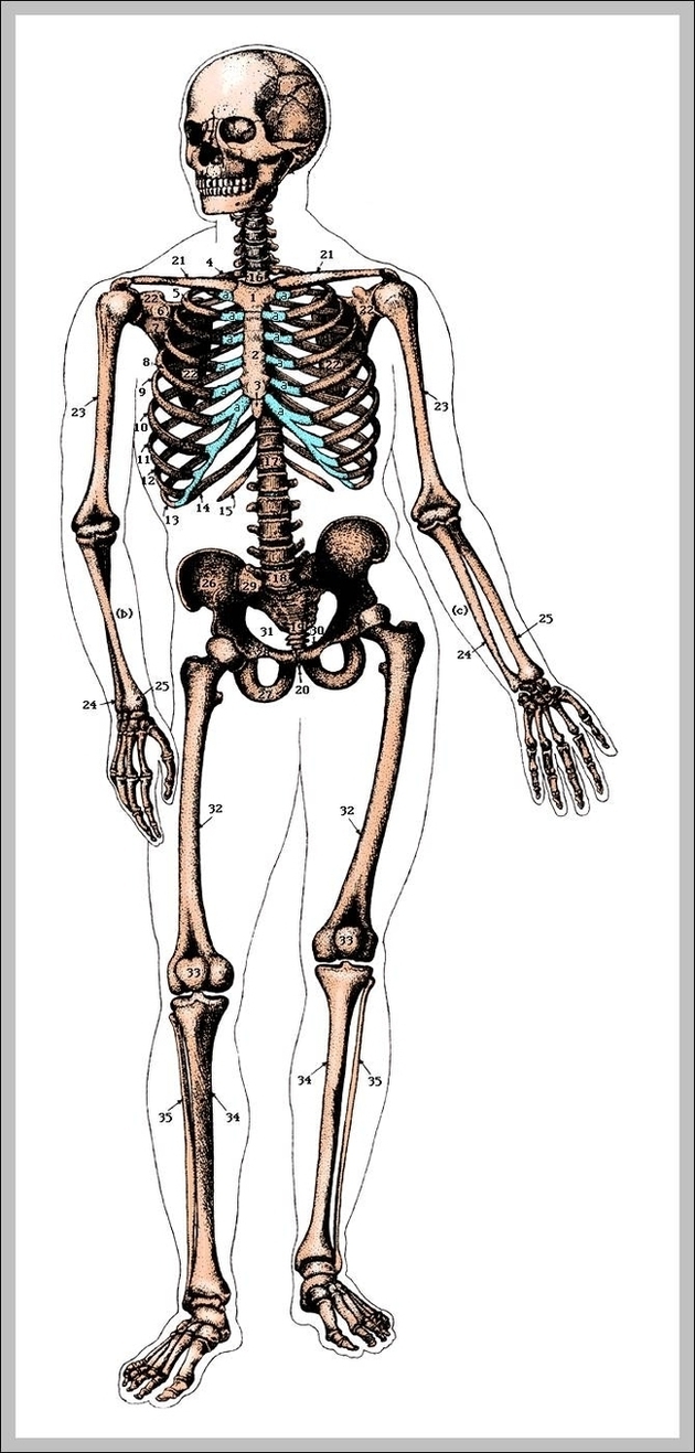 Unlabeled Human Skeleton Image