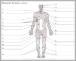 Unlabeled Muscle Diagram Image