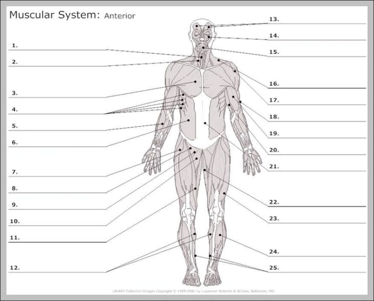 Muscle Without Definition Unlabeled Muscle Diagram Image | Anatomy System - Human Body Anatomy ...