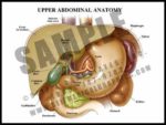 Upper Abdominal Anatomy