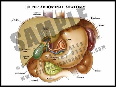 Upper Abdominal Anatomy