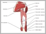 Upper Arm Muscle Image