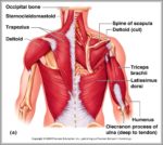 Upper Back Muscle Anatomy Image