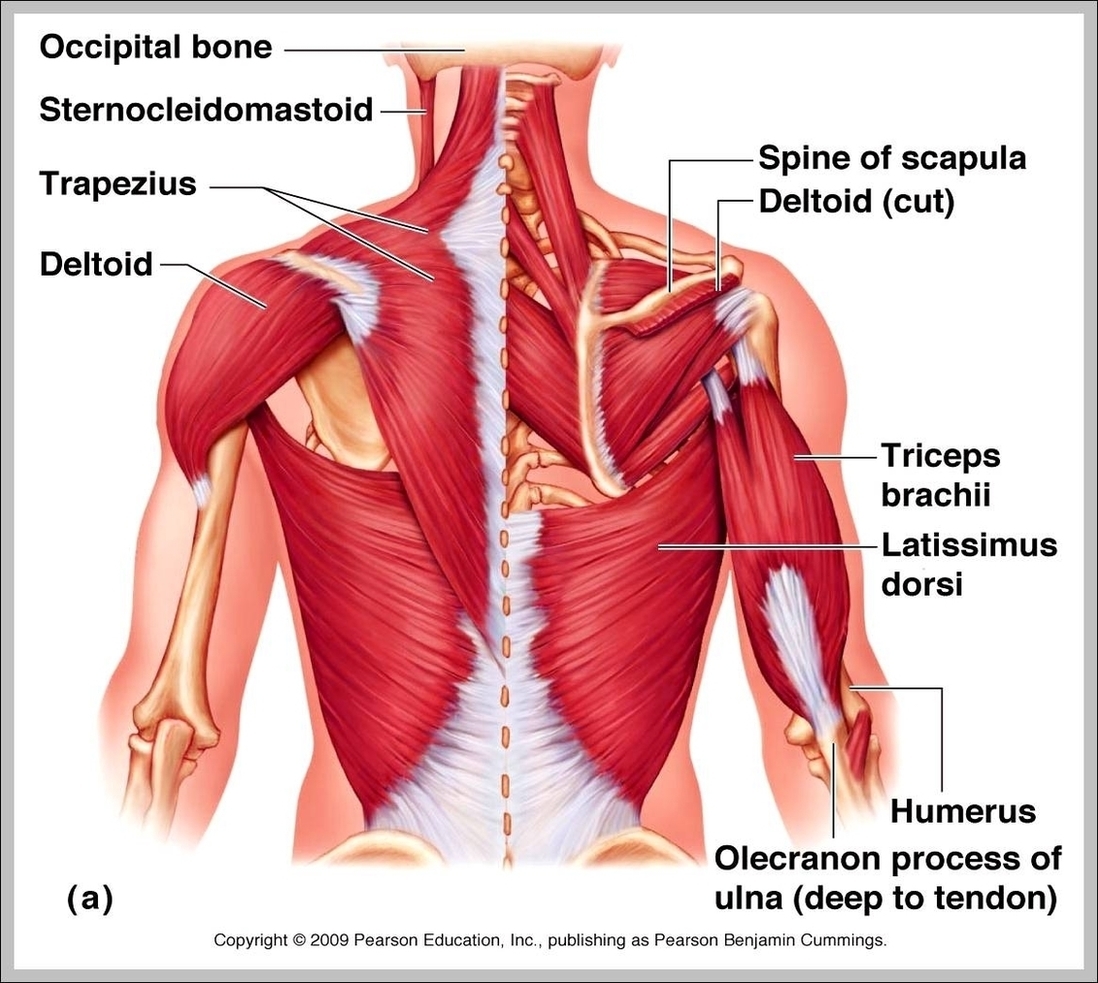 Upper Back Muscle Anatomy Image