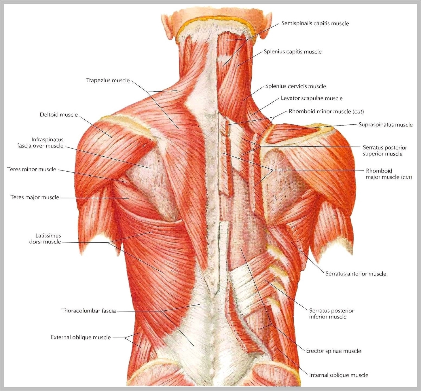 Upper Back Muscle Diagram Image