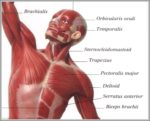 Upper Body Muscle Image