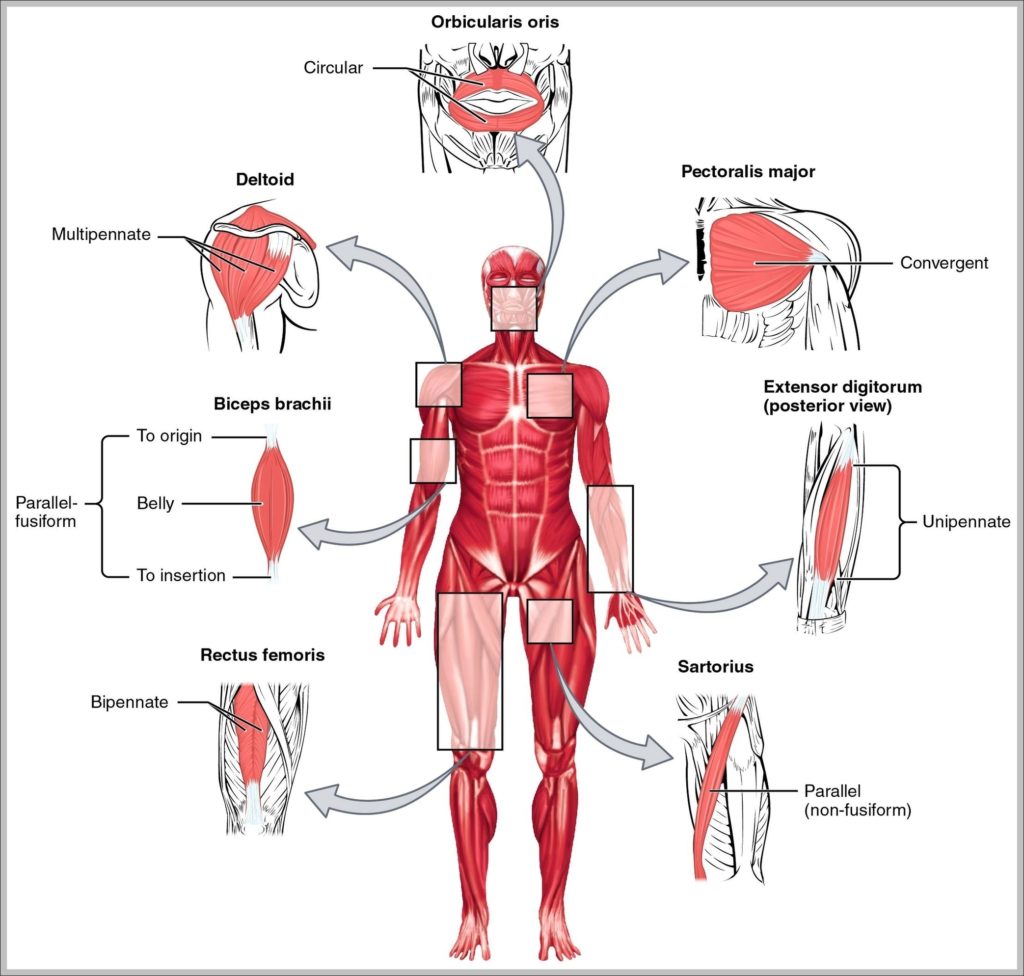 Upper Body Muscle Names Image