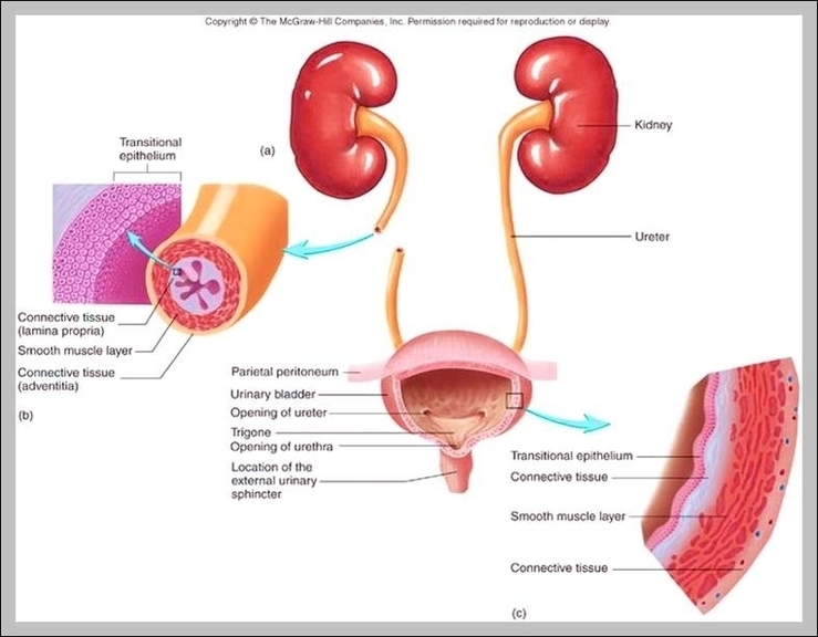 Ureter Function Image