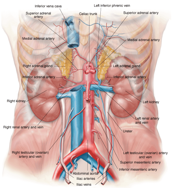 Urinary System Diagram 1