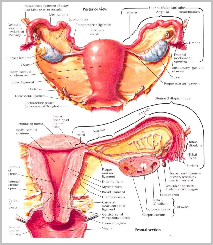 Uterus Anatomy Pictures Image