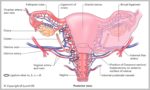 Uterus Picture Anatomy Image