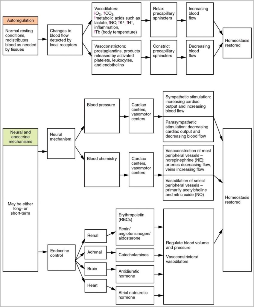 Vascular Homeostasis Flow Art