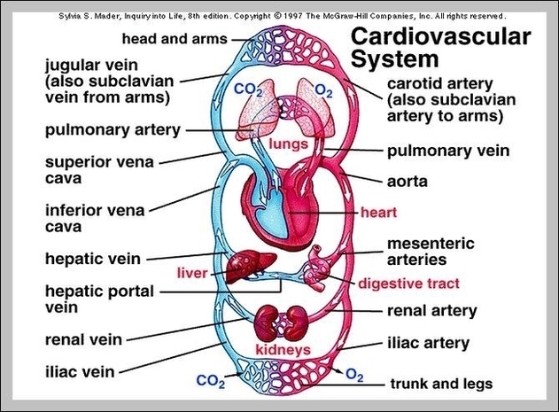 Vascular System Diagram Image
