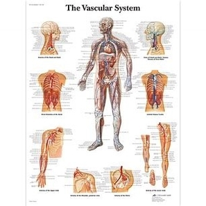 Vascular System Diagram