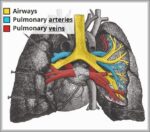 Vasculature of the Lungs Pulmonary Arteries and Veins Diagram