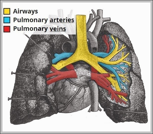 Vasculature of the Lungs Pulmonary Arteries and Veins Diagram