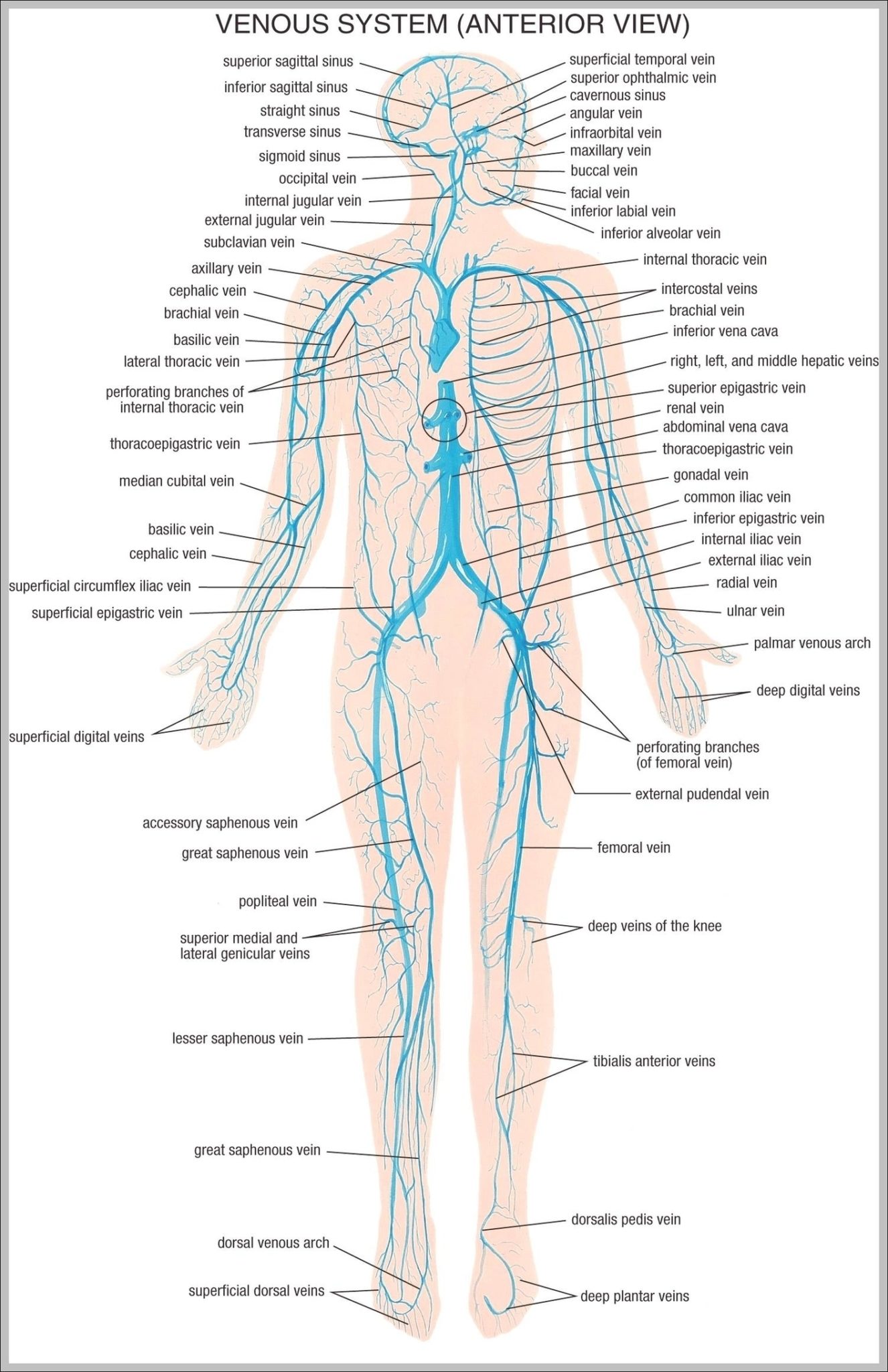 Vein System Of The Human Body Image | Anatomy System - Human Body ...